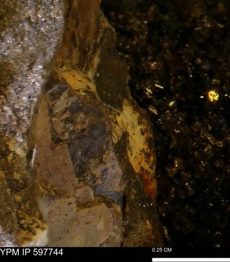 undet. Mollusca