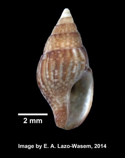 Costoanachis avara