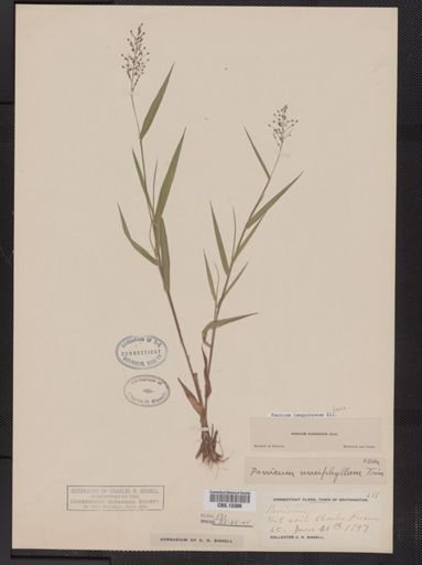 Panicum lanuginosum