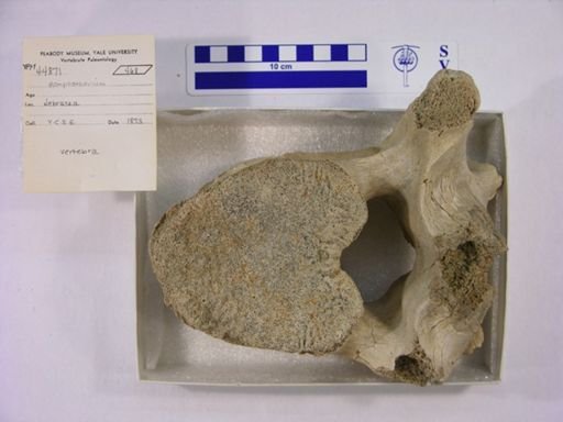 Gomphotherium sp.