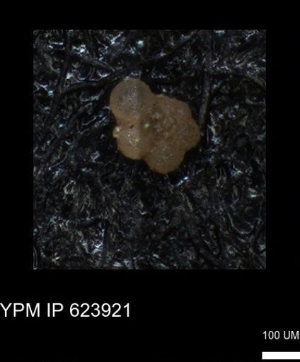 undet. Rugoglobigerinidae