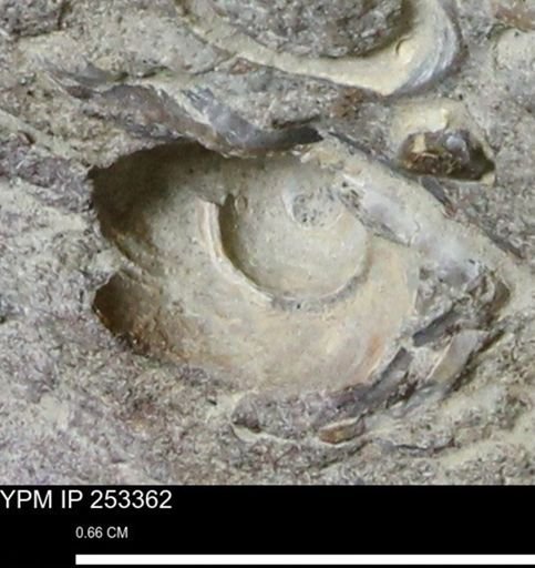 undet. Gastropoda