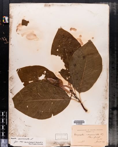 Magnolia acuminata
