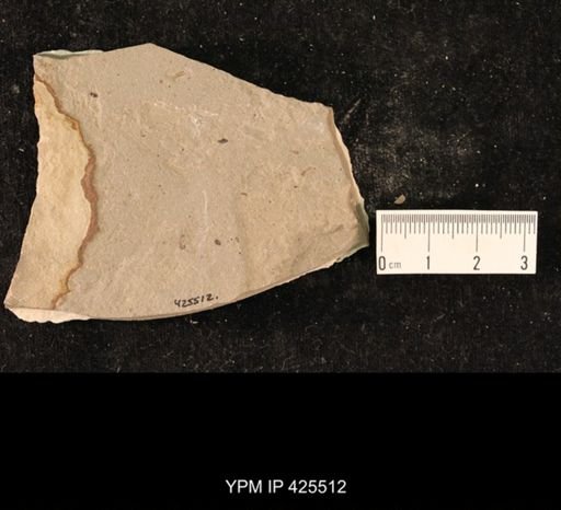 undet. Hexapoda