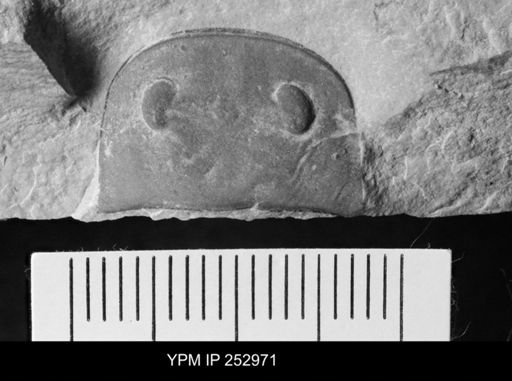 Eurypterus sp.