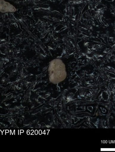 undet. Foraminiferida