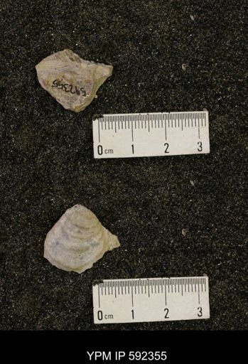 Inoceramus acutiplicata
