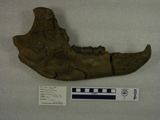 Arctodus pristinus