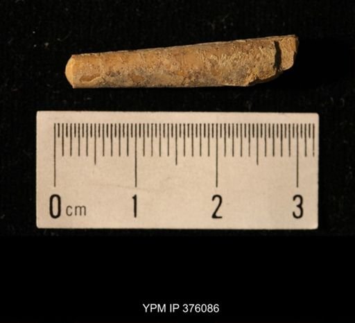 Pseudorthoceras knoxense