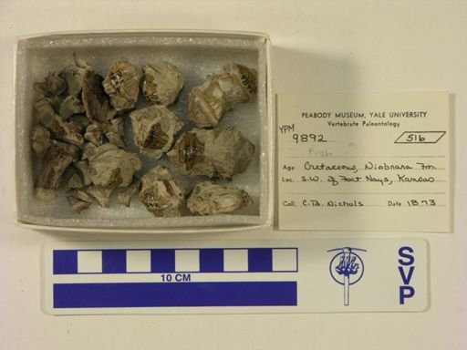 Dinornis novaezealandiae