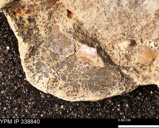 undet. Ammonoidea