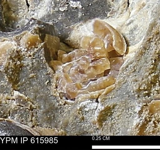 undet. Mollusca