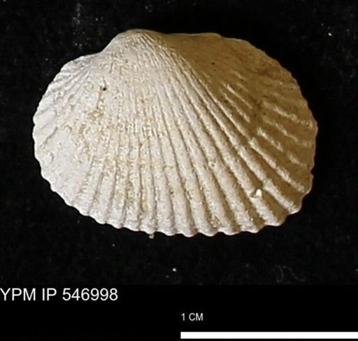 Scapharca transversa