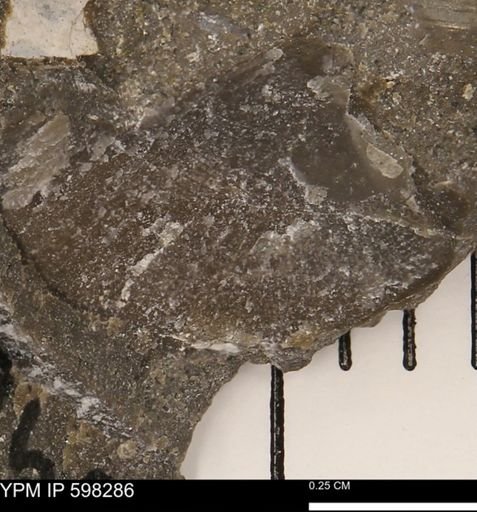 undet. Bivalvia