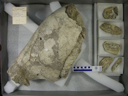 Mammuthus sp.