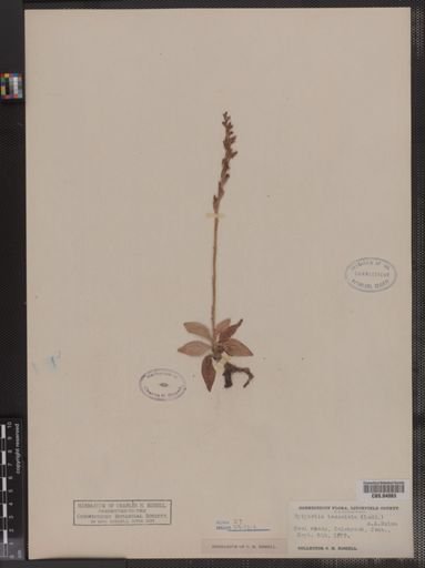 Epipactis tesselata