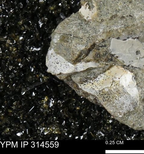 undet. Mollusca