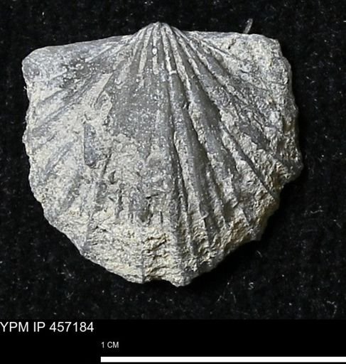 Stropheodonta erratica solidicosta