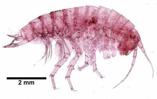 Hyalella cf. azteca