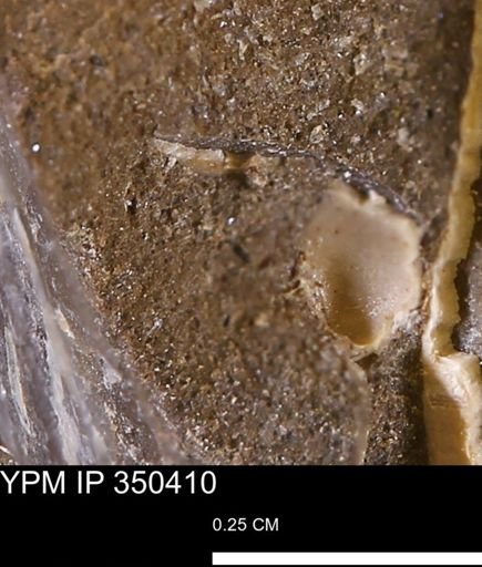 undet. Mollusca