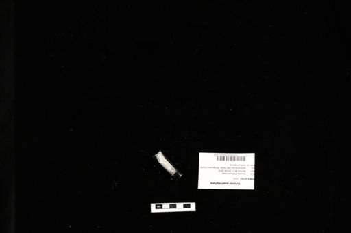 Eurycea quadridigitata