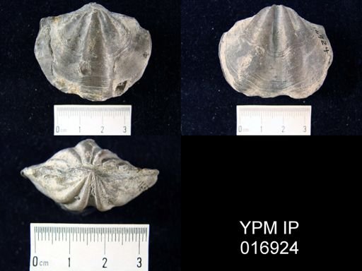 Macropleura sp.