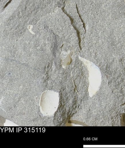 undet. Gastropoda