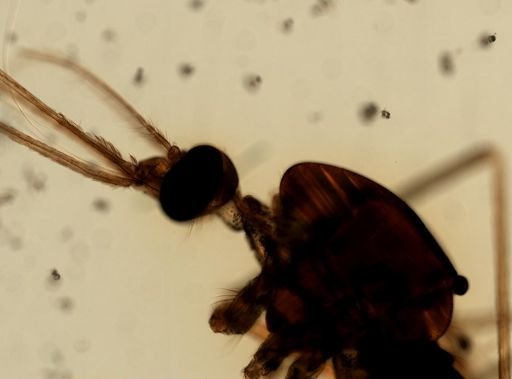 Anopheles