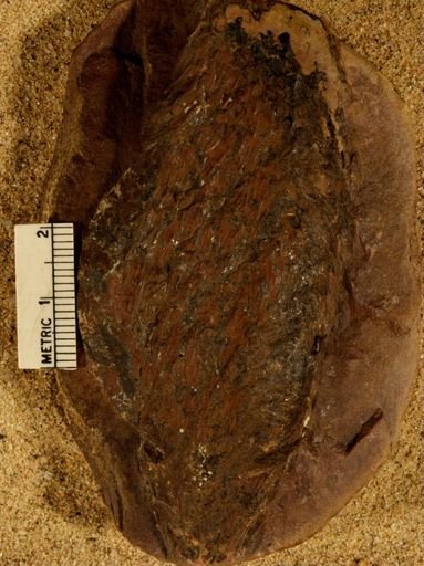 Lepidostrobus