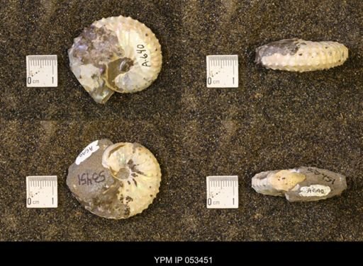 Discoscaphites conradi