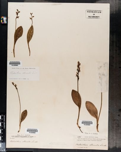 Habenaria