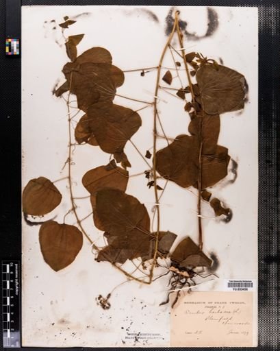 Smilax herbacea
