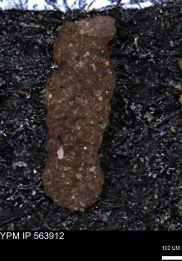 Ammobaculites euides
