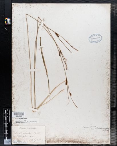 Carex haydenii