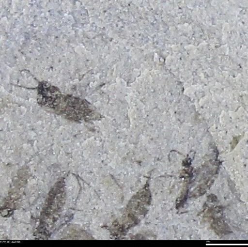 undet. Insecta