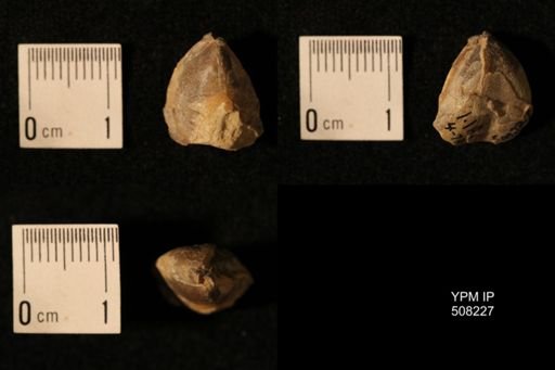 Dielasma aff. prolongatum