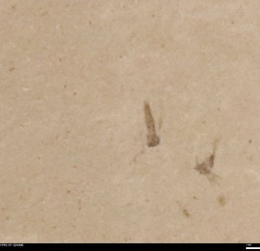 undet. Insecta