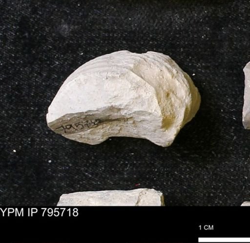 undet. Ammonoidea