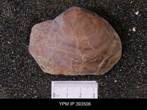 Inoceramus sp.