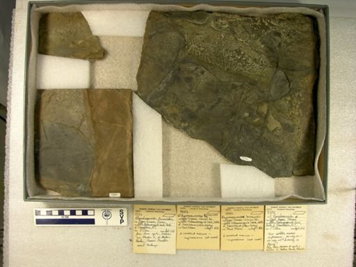 Rhynchosauroides brunswickii