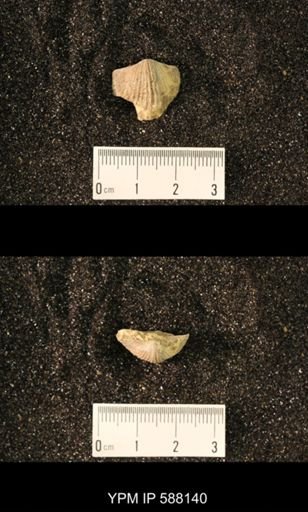 Platystrophia sp.