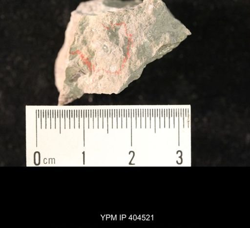 Ambocoelia planoconvexa