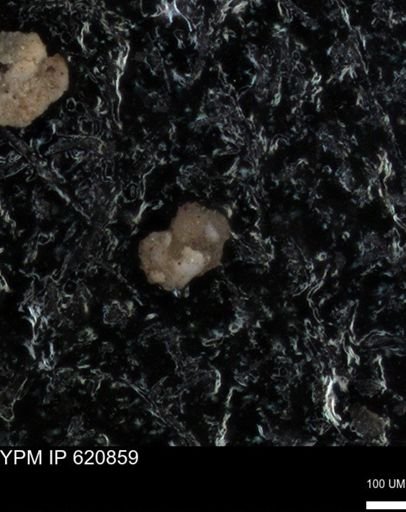 undet. Rugoglobigerinidae