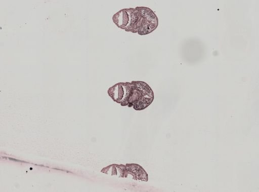 Plagiostomum whitmani
