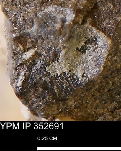 undet. Mollusca