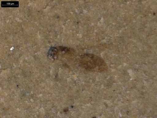 taxon undetermined