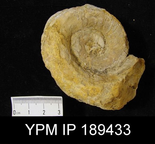 Hercoceras mirum