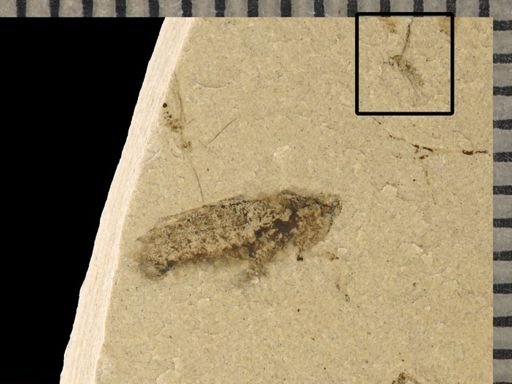 undet. Diptera