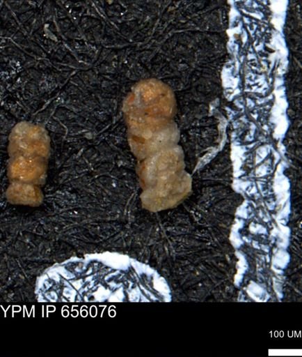 Ammobaculites euides