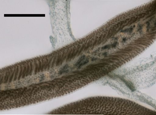 Erenna laciniata